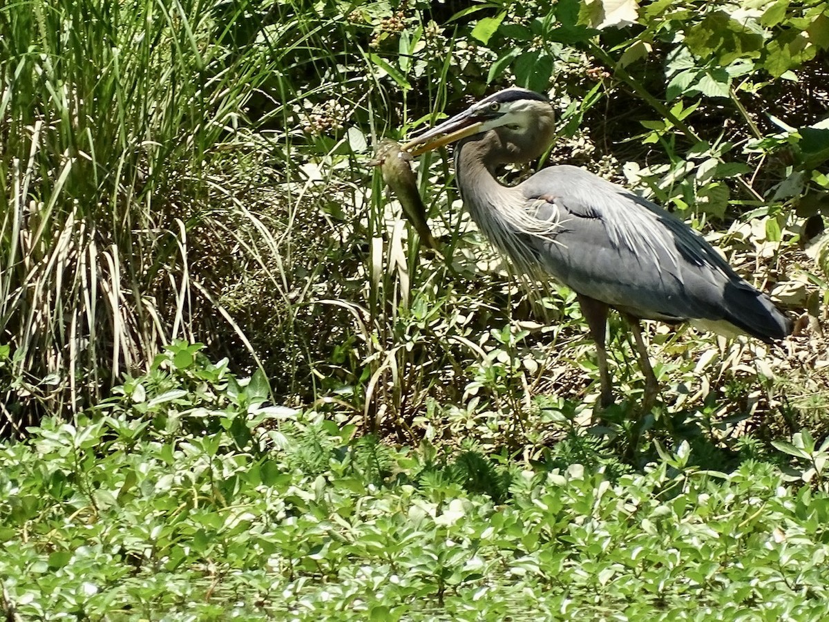 Great Blue Heron - ML240636801