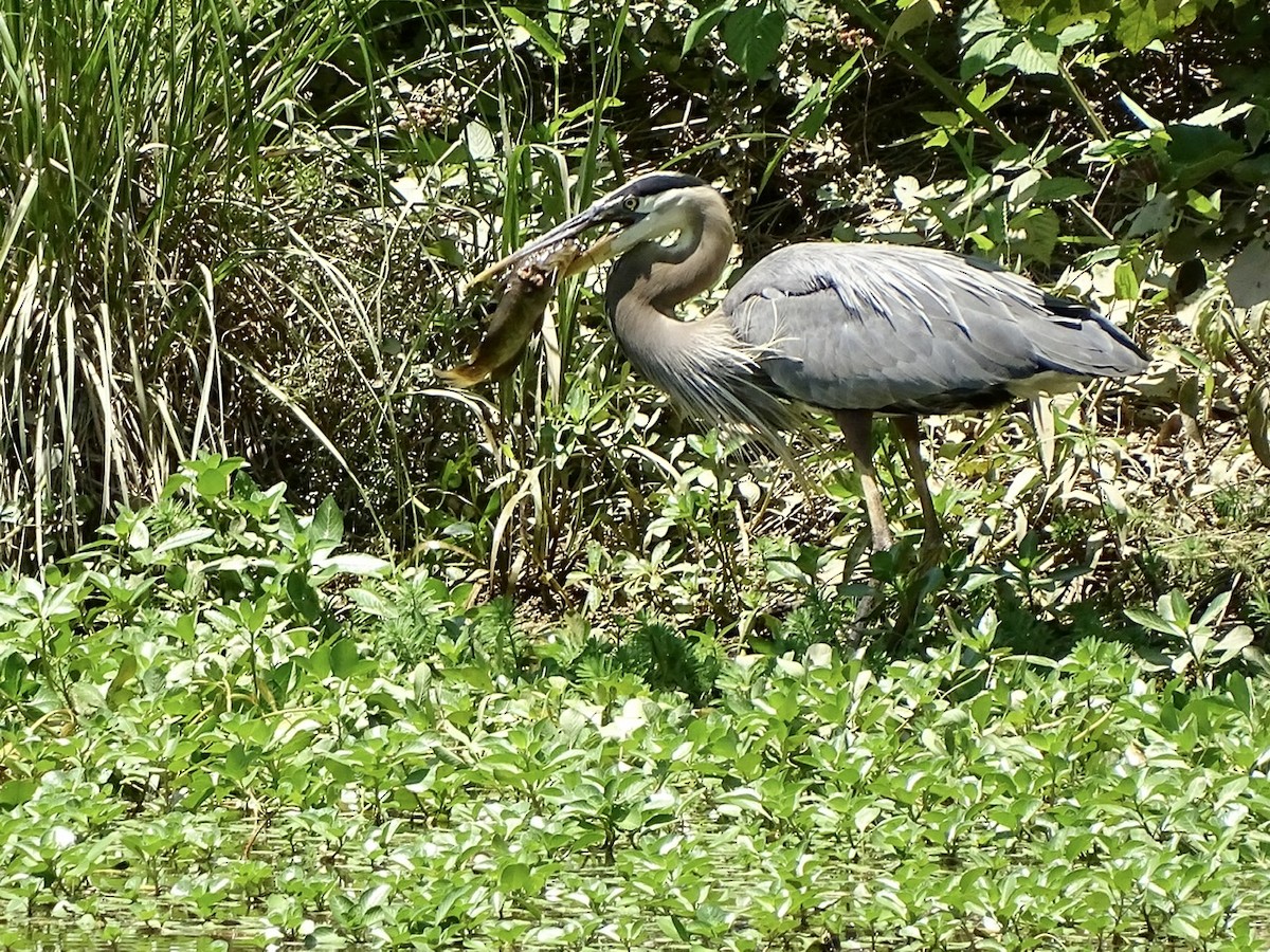 Great Blue Heron - ML240636831