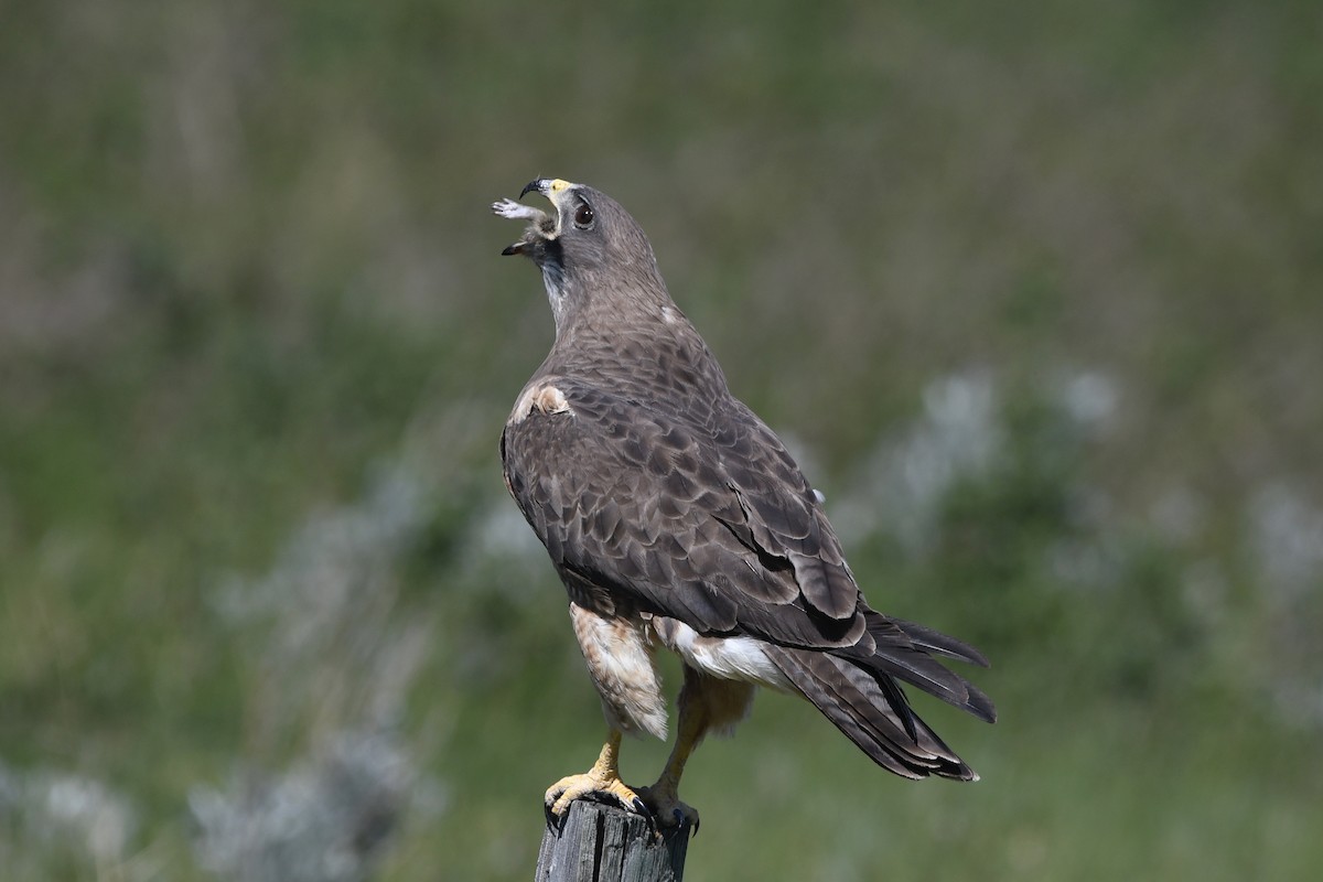 Swainson's Hawk - ML240636871