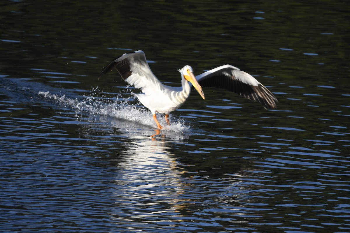 American White Pelican - ML240636931