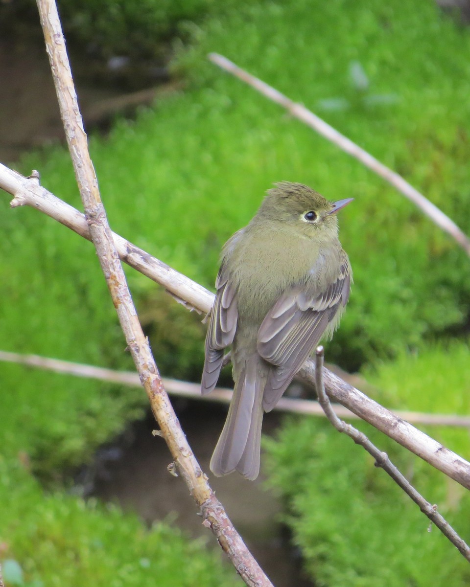 Western Flycatcher (Cordilleran) - ML240637751