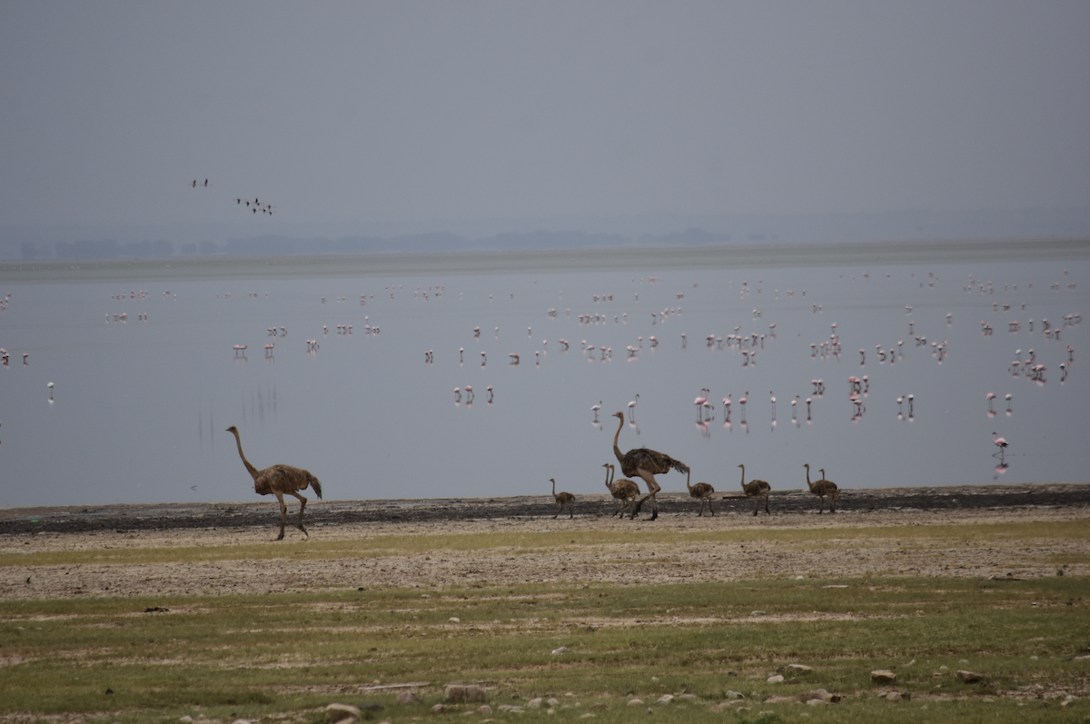 Common Ostrich - ML240638141