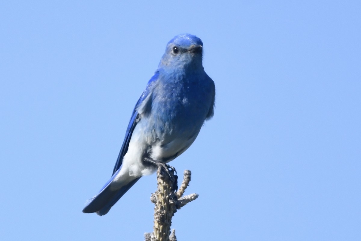 Mountain Bluebird - Randy Youngman