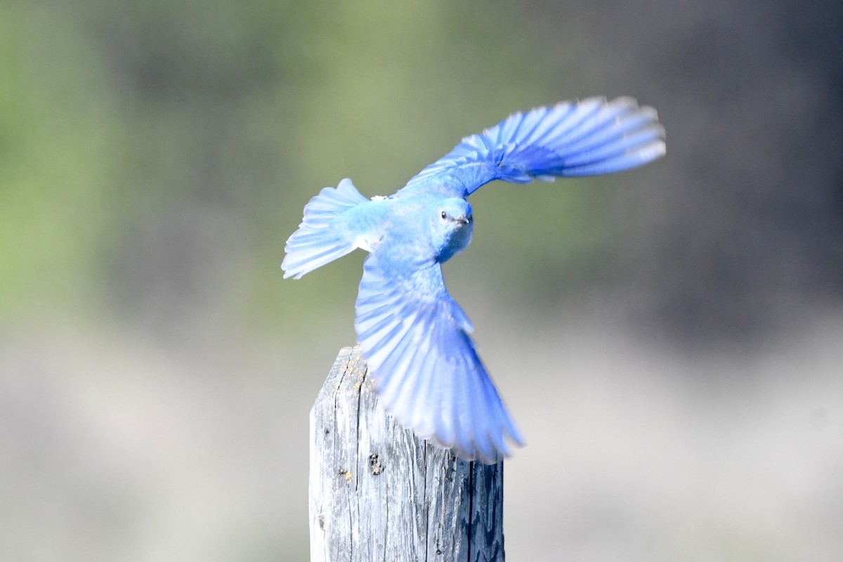 Mountain Bluebird - Randy Youngman