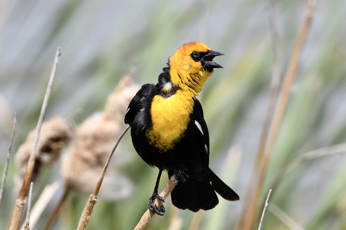 Yellow-headed Blackbird - Randy Youngman