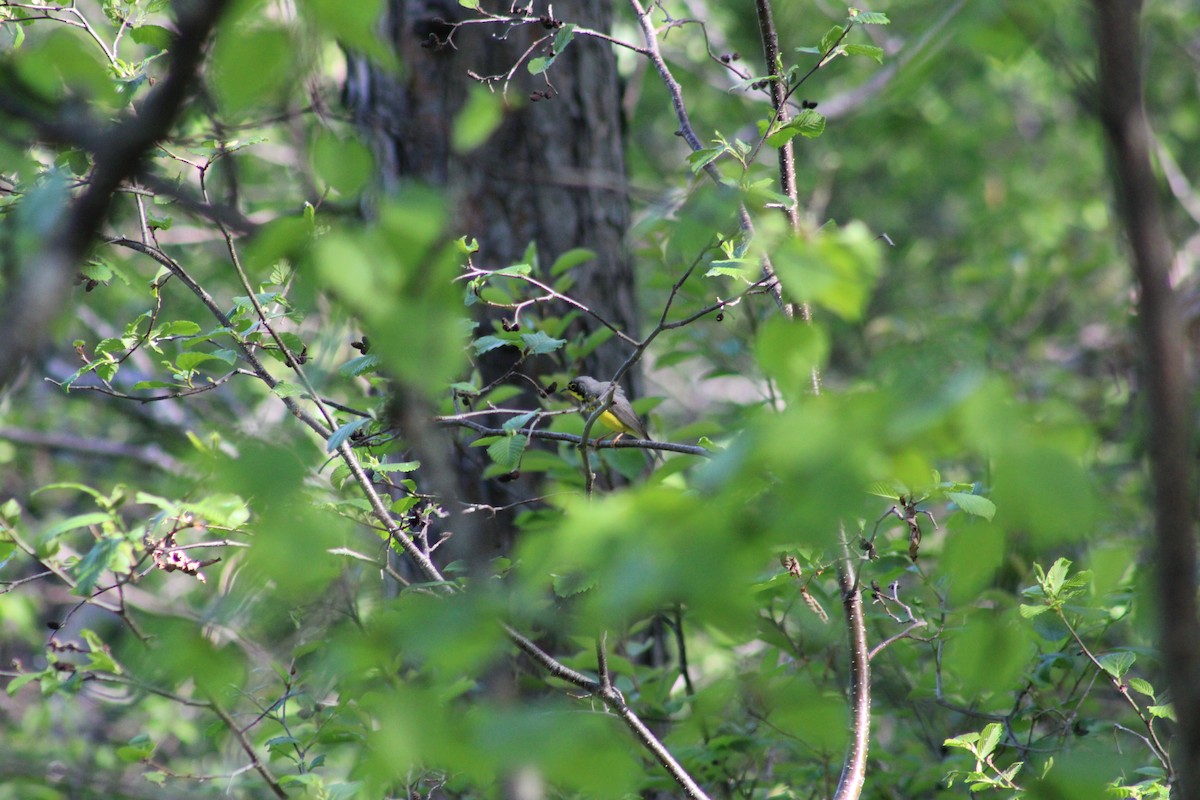 Canada Warbler - ML240640301