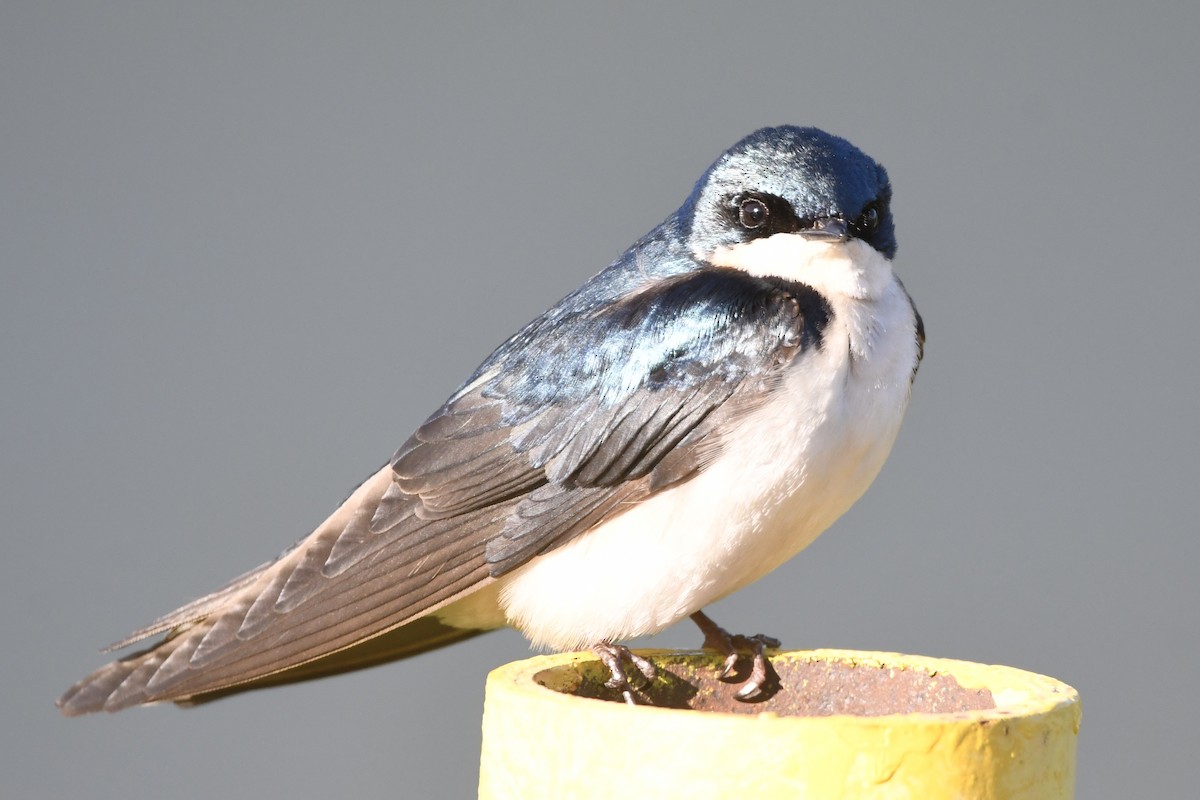 Tree Swallow - Randy Youngman