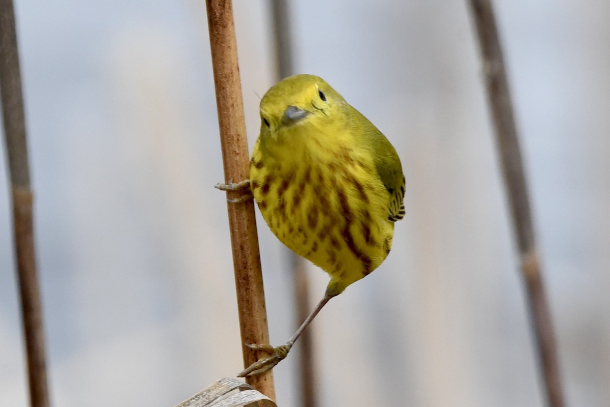 Paruline jaune - ML240640831