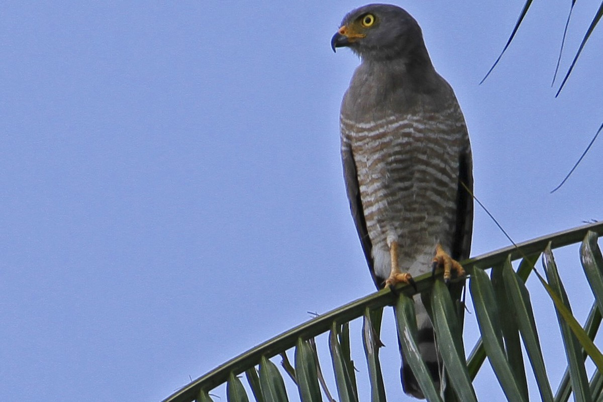 Roadside Hawk - ML240641191