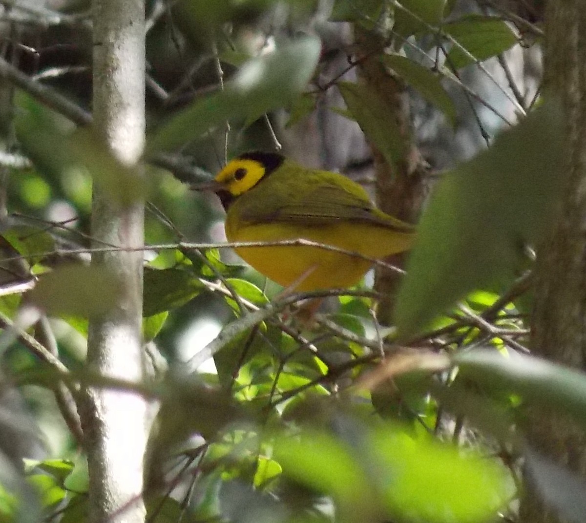 Hooded Warbler - ML24064151