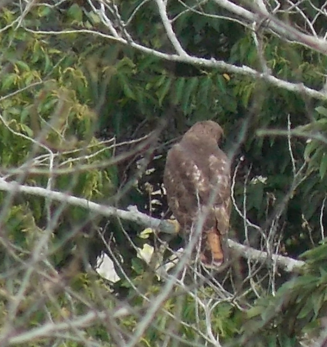 Red-tailed Hawk - ML24064261