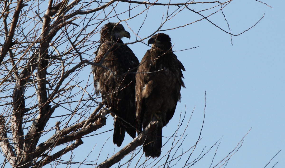 Bald Eagle - Kenneth R Windsor