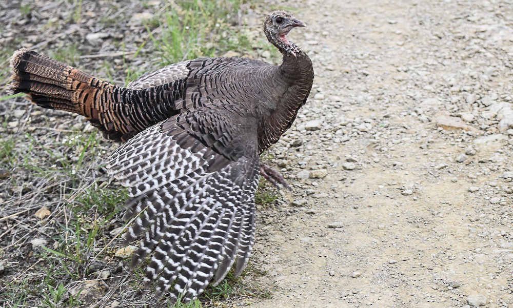 Wild Turkey - ML240644151