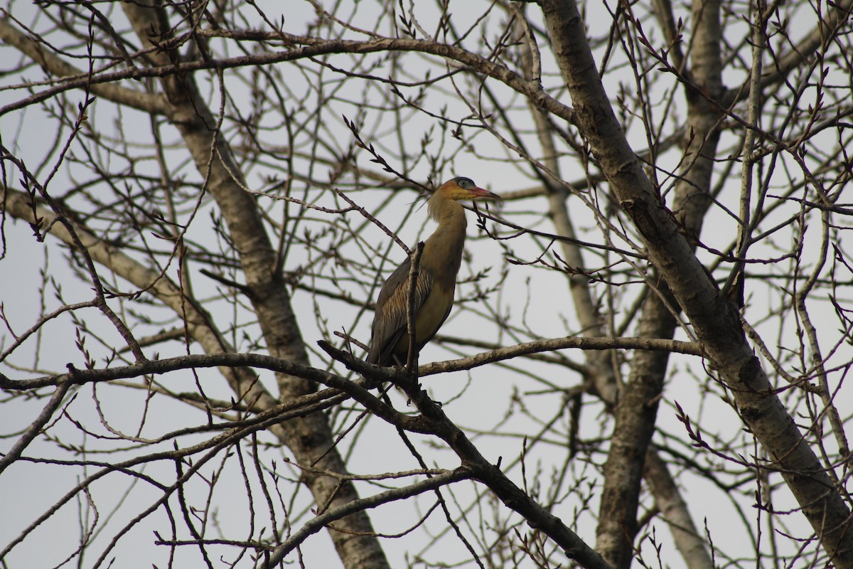 Whistling Heron - ML240647021