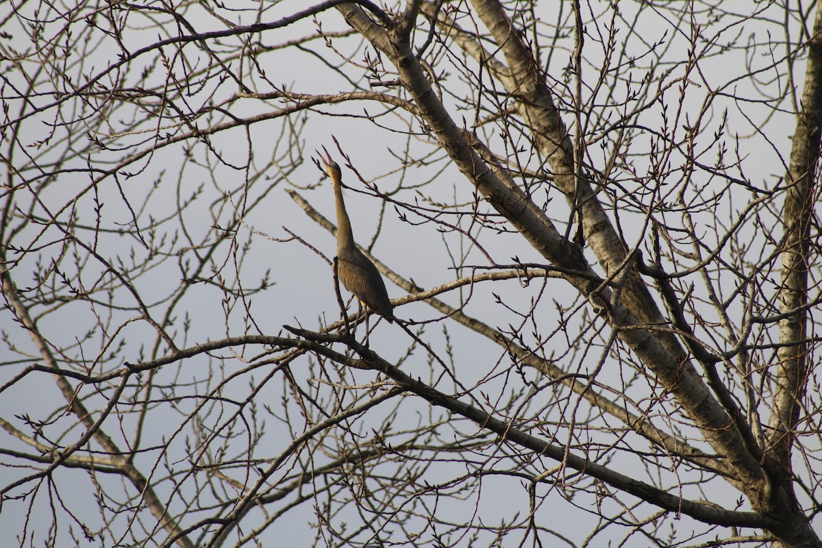 Whistling Heron - ML240647101