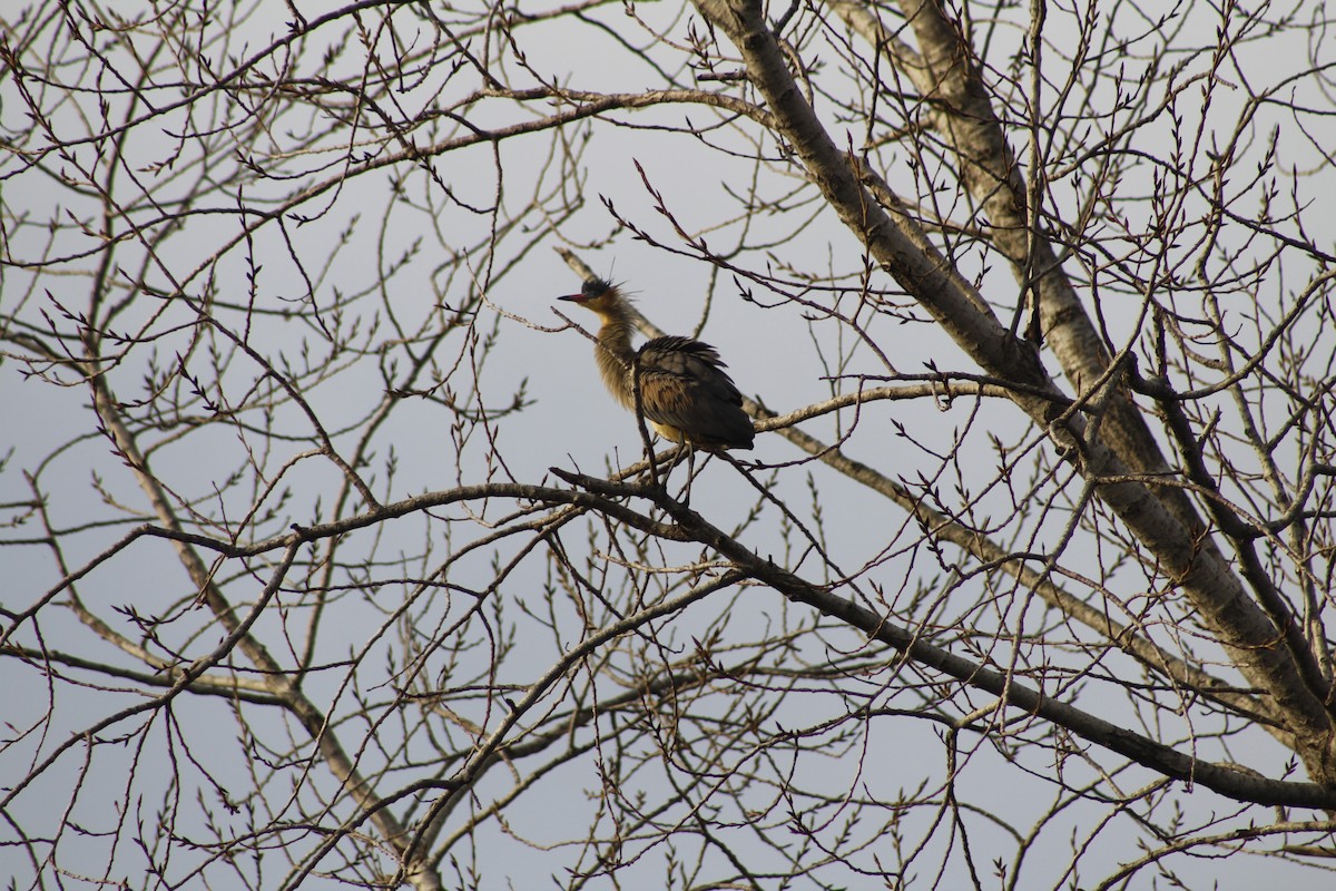 Whistling Heron - ML240647291