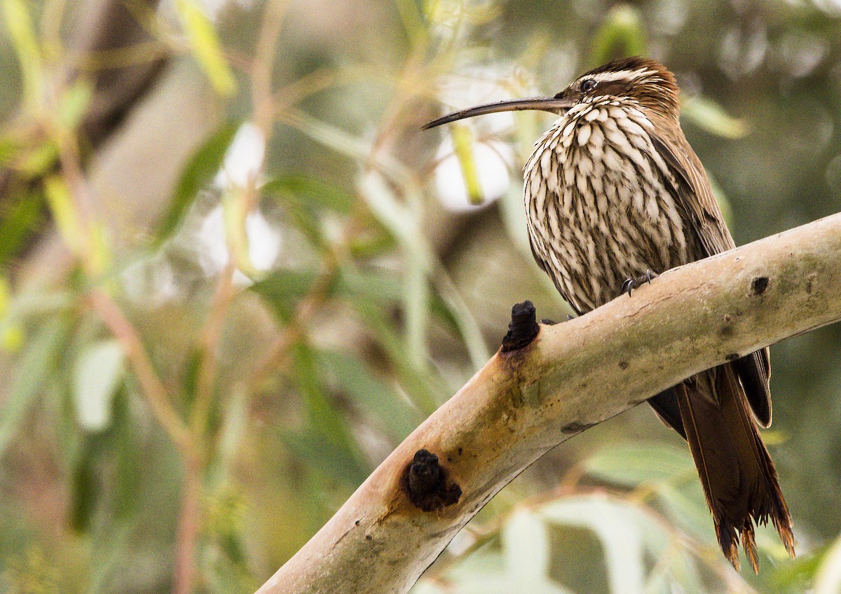 Scimitar-billed Woodcreeper - Williams Daniel Nuñez