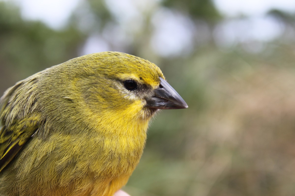 Inaccessible Island Finch - ML240650521