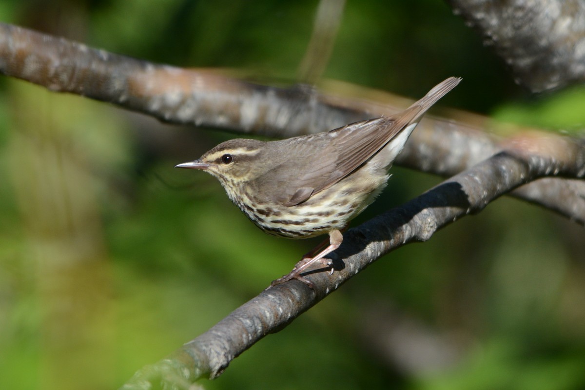 Drosselwaldsänger - ML240650771