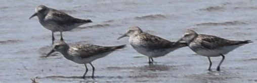 White-rumped Sandpiper - ML240650921