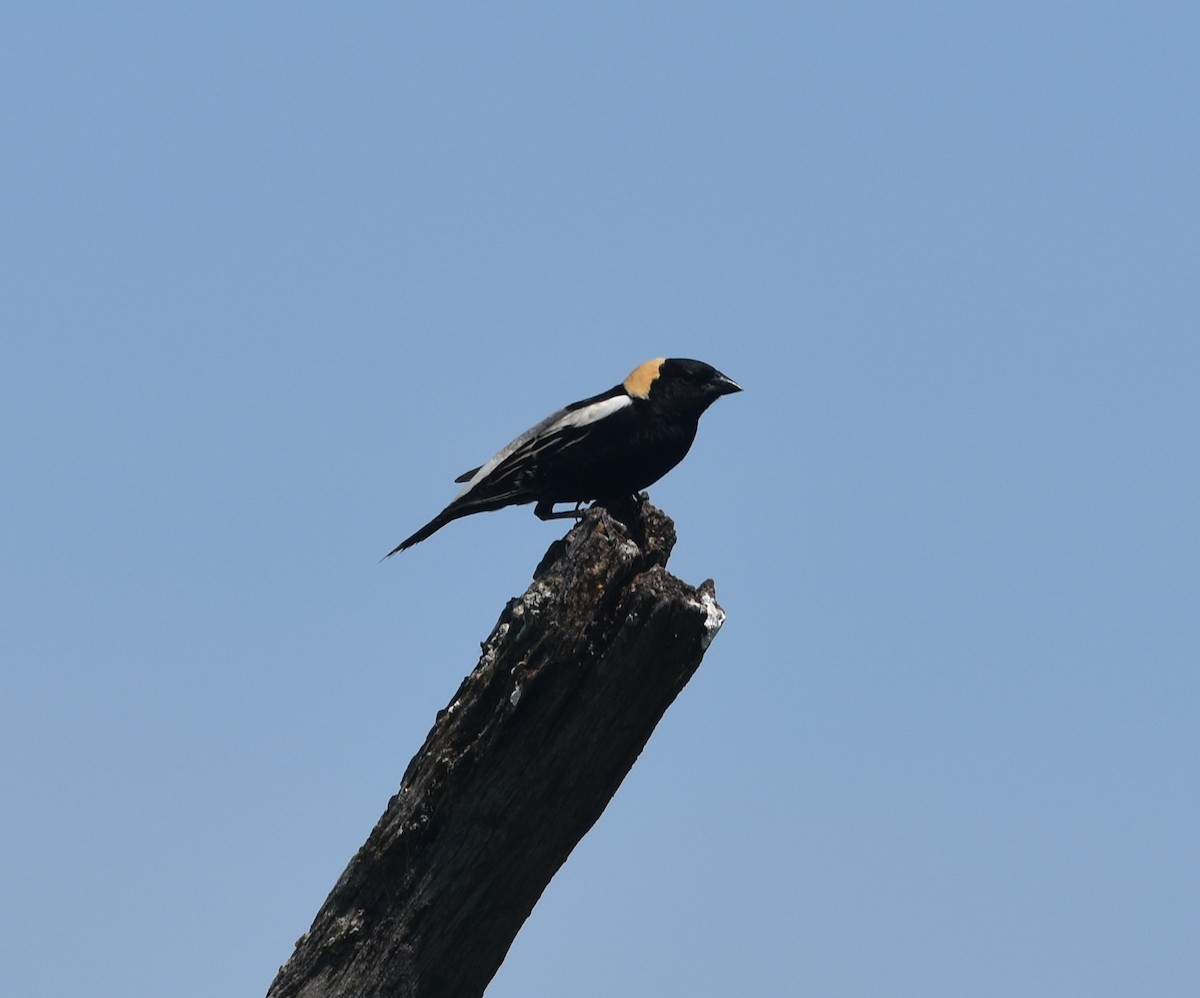 Bobolink - ML240650961