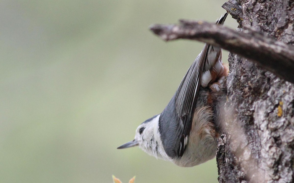 White-breasted Nuthatch - ML240651251