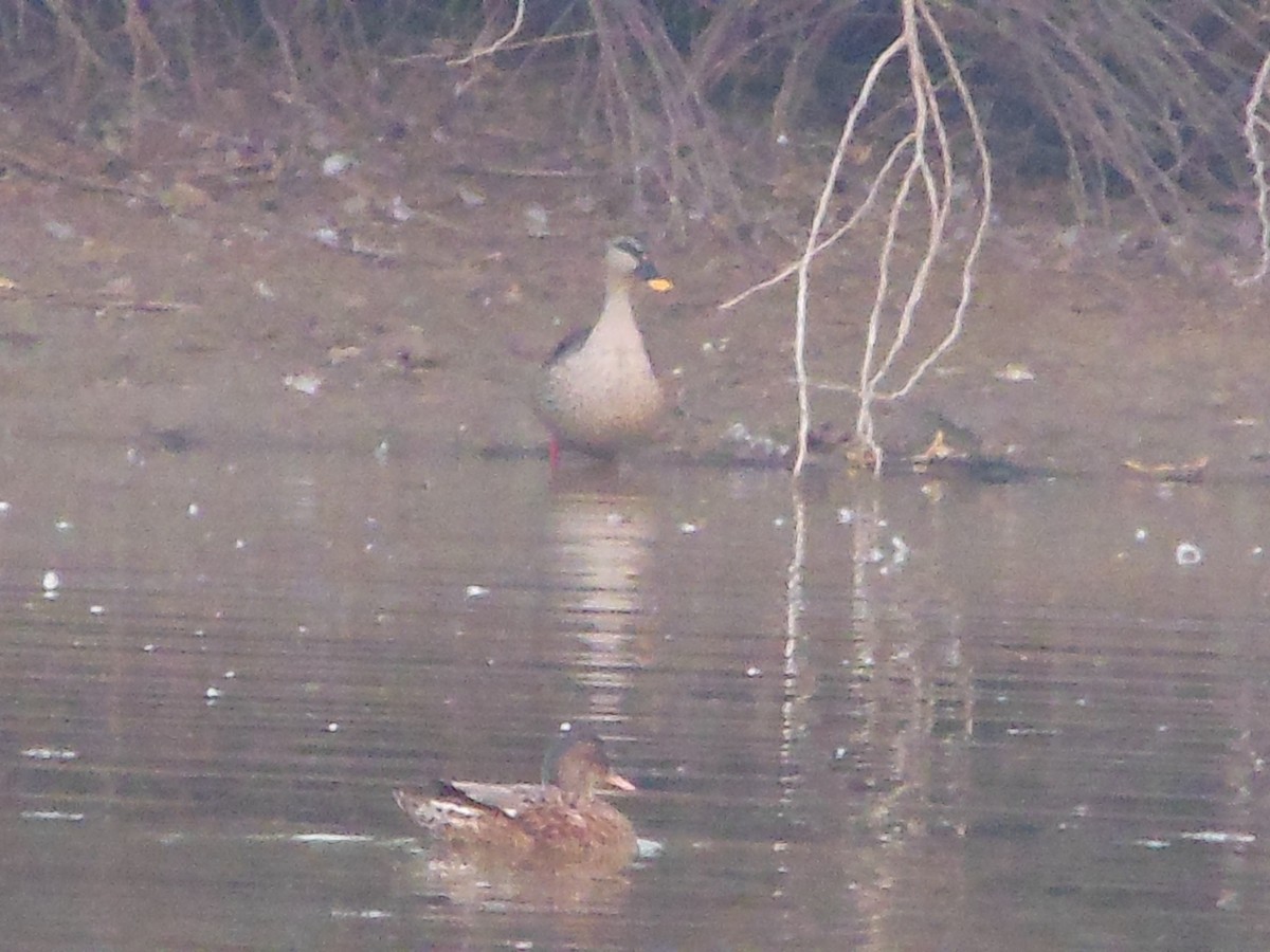 Canard chipeau - ML24065181