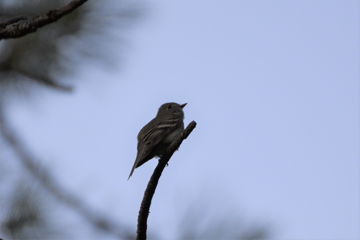 Hammond's Flycatcher - Brendan Beers