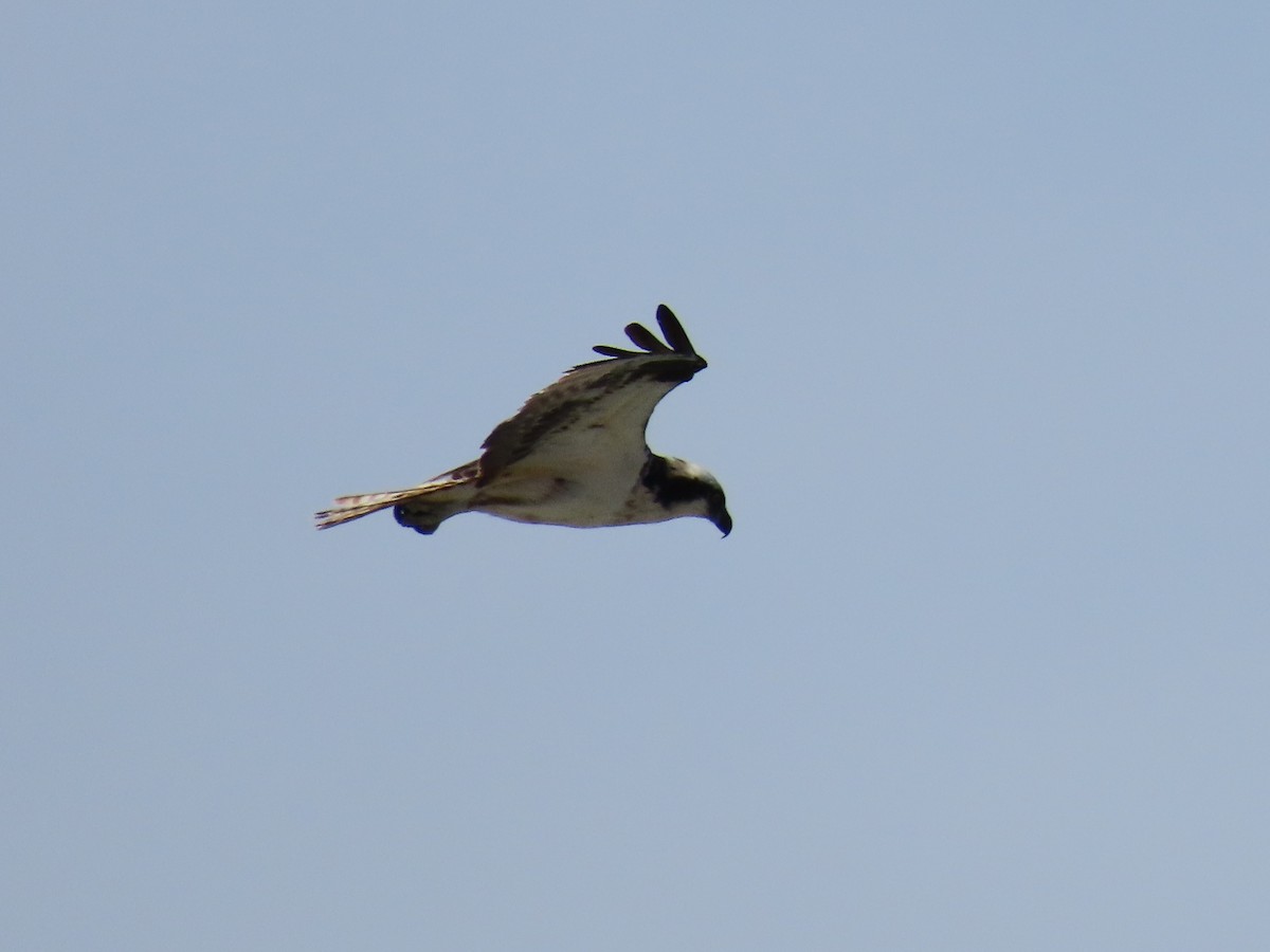 Águila Pescadora - ML240652531