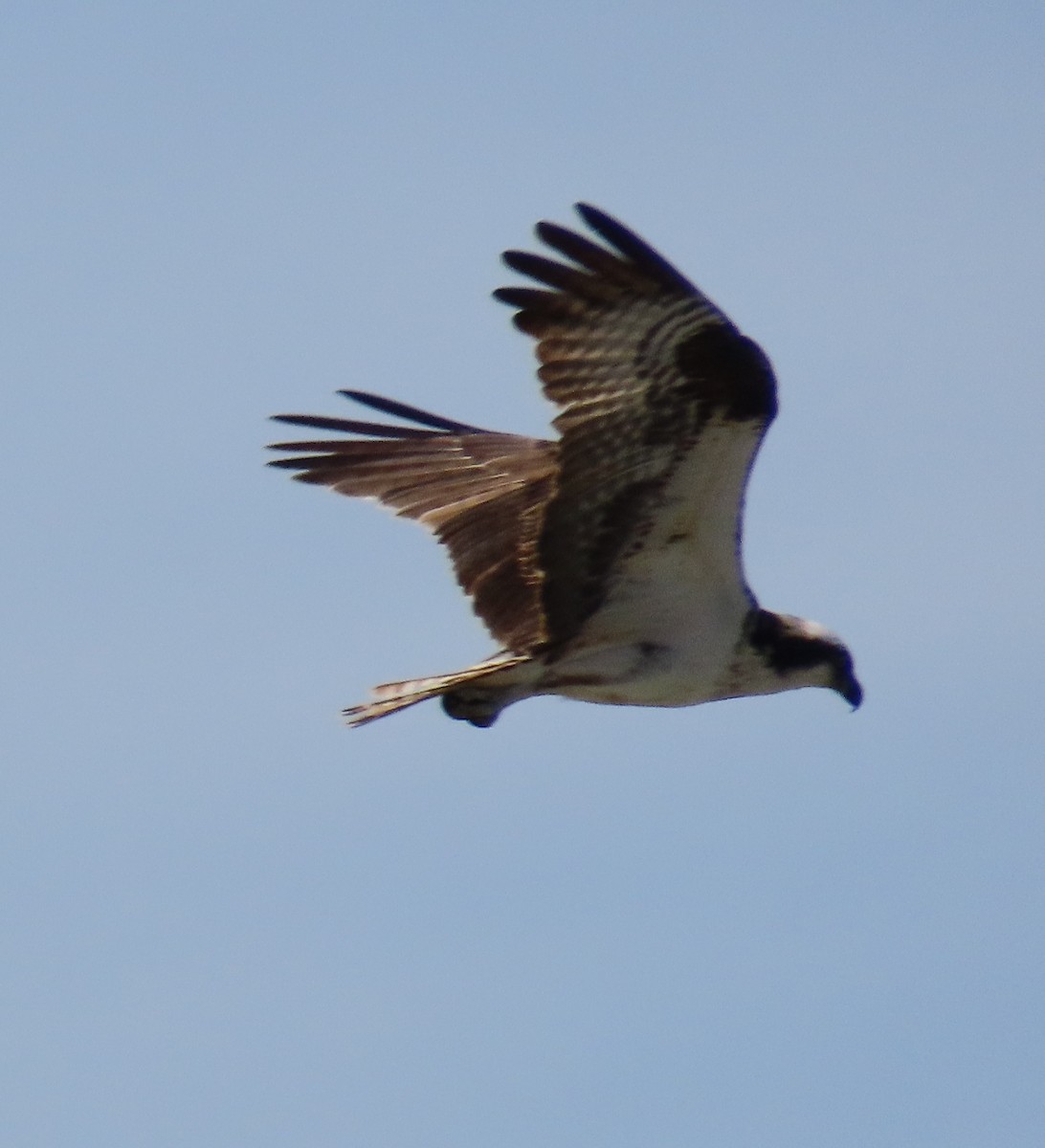 Águila Pescadora - ML240652541