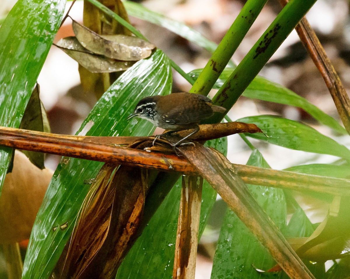 White-breasted Wood-Wren - ML240652751