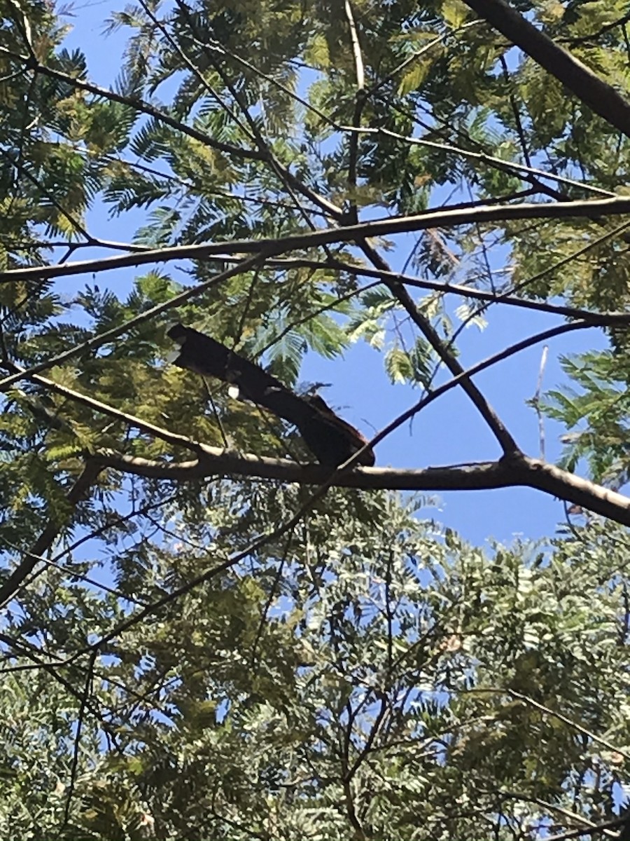 kukačka veverčí - ML240653891