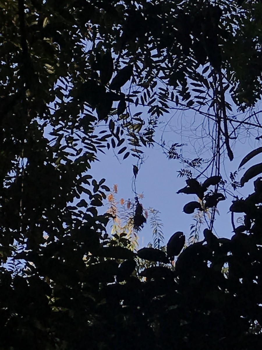 Common Tody-Flycatcher - ML240654201