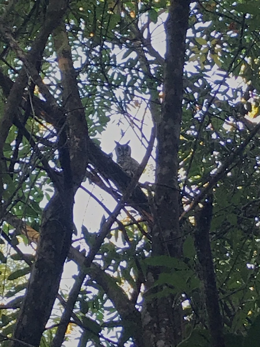 Striped Owl - Gustavo Levy