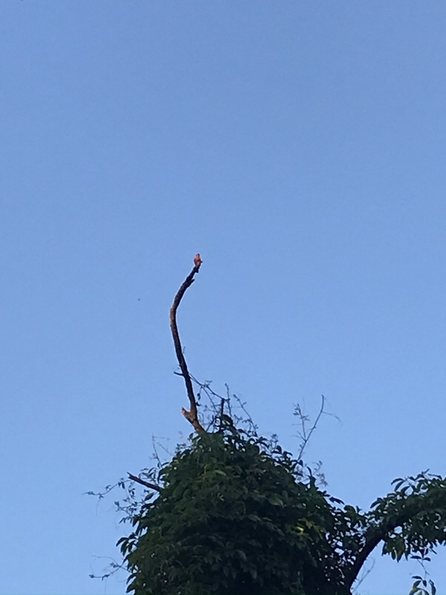 Vermilion Flycatcher - ML240654691