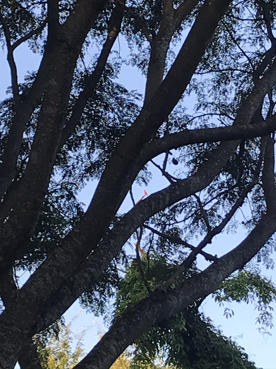 Vermilion Flycatcher - ML240654801
