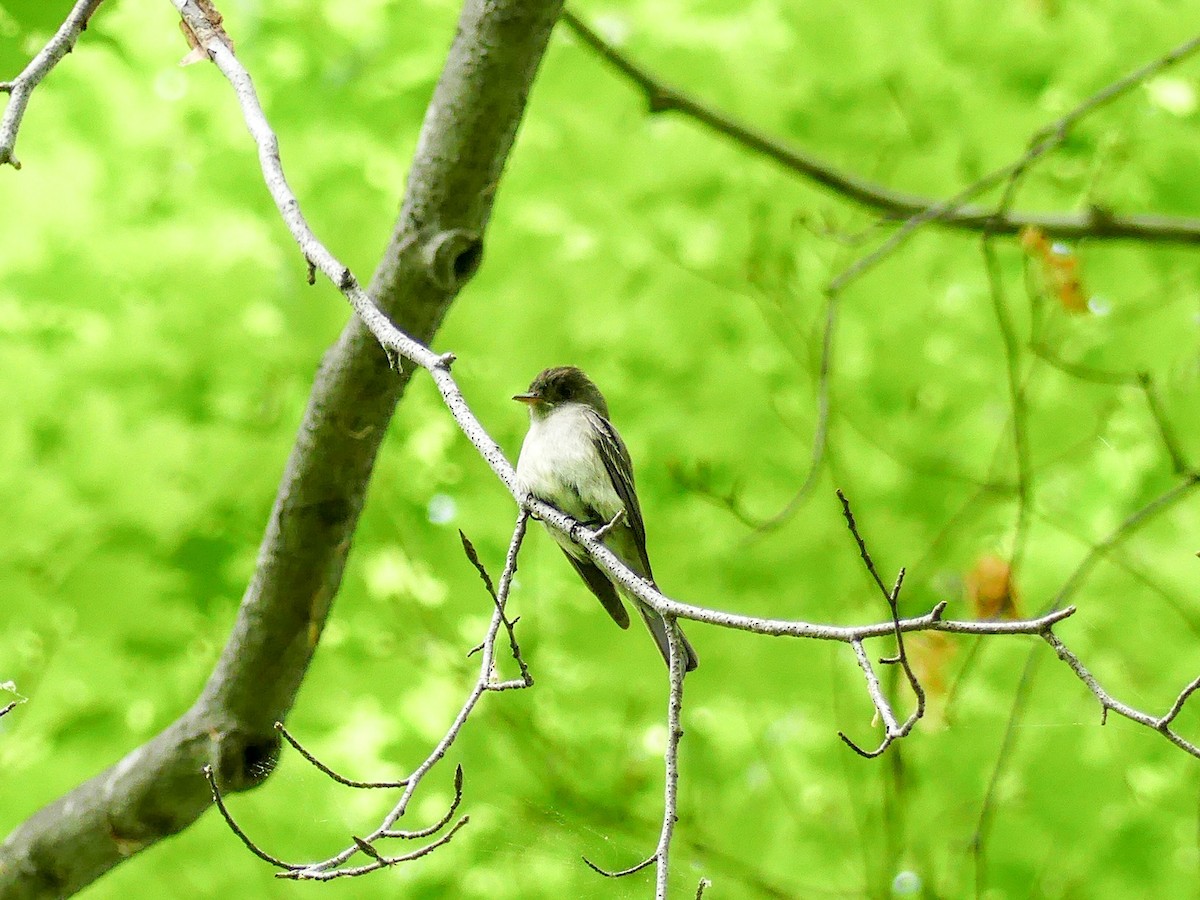 Eastern Wood-Pewee - Robert Watkins