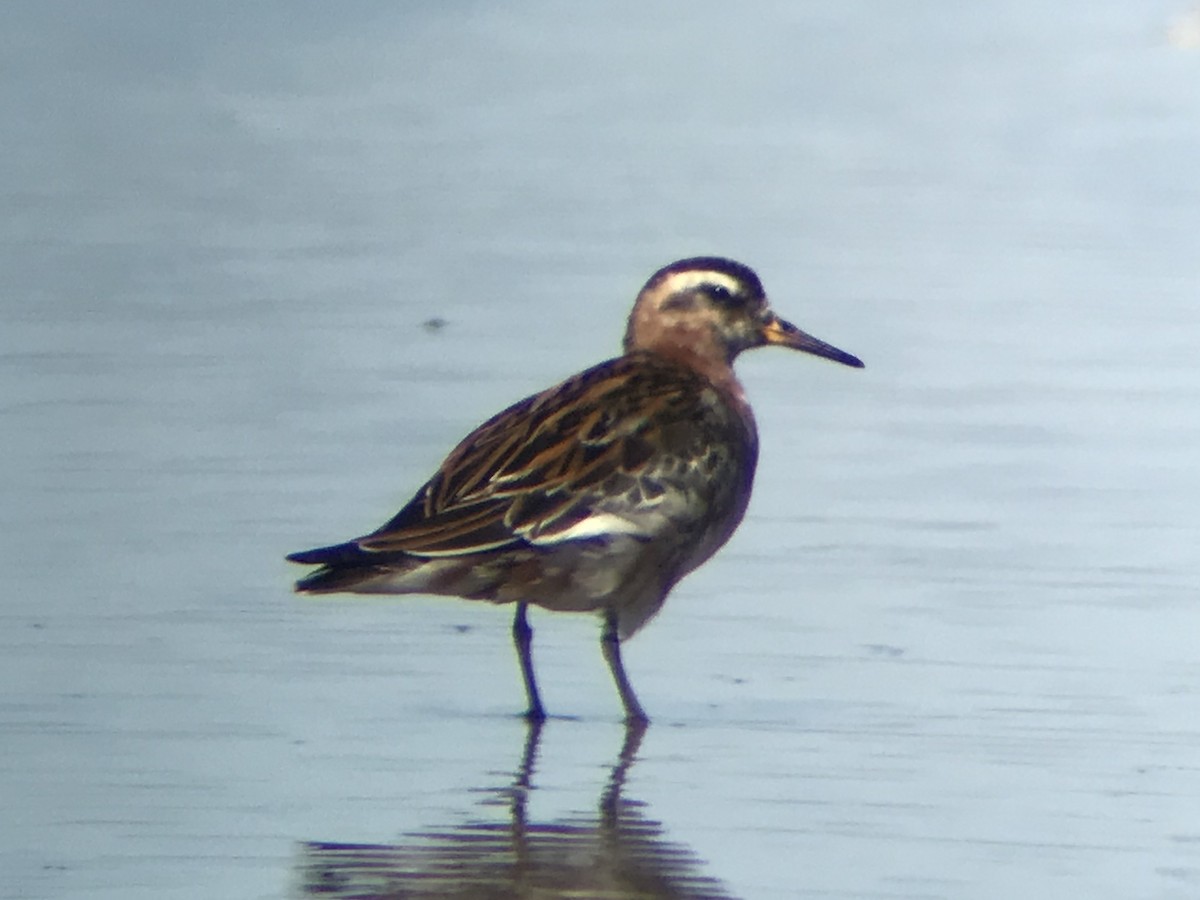 Phalarope à bec large - ML240657941