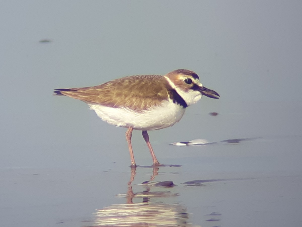 Wilson's Plover - ML240658801