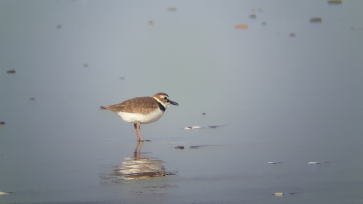 Wilson's Plover - ML240658841