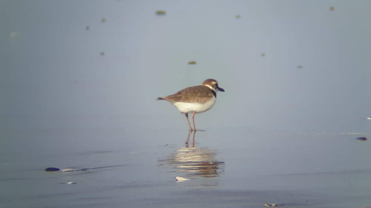 Wilson's Plover - Daniel Farrar