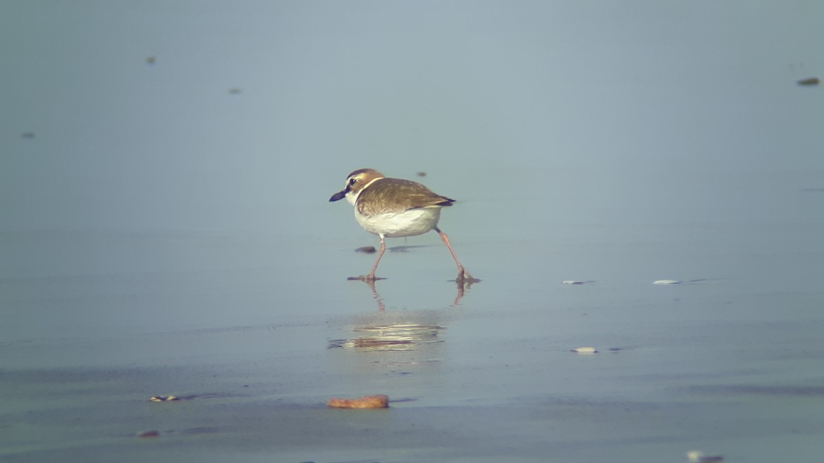 Wilson's Plover - ML240658871