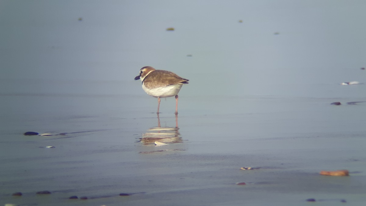 Wilson's Plover - Daniel Farrar