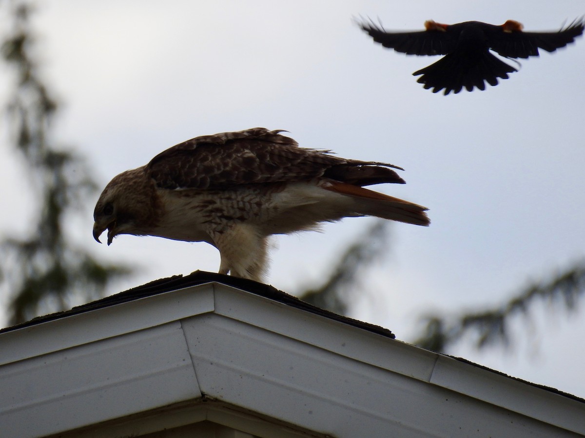 Red-tailed Hawk - ML240658941
