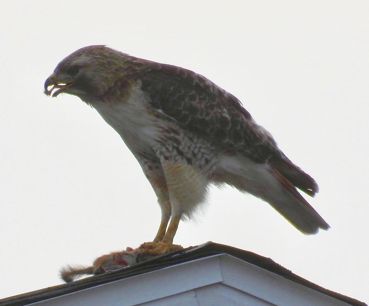 Red-tailed Hawk - ML240659401