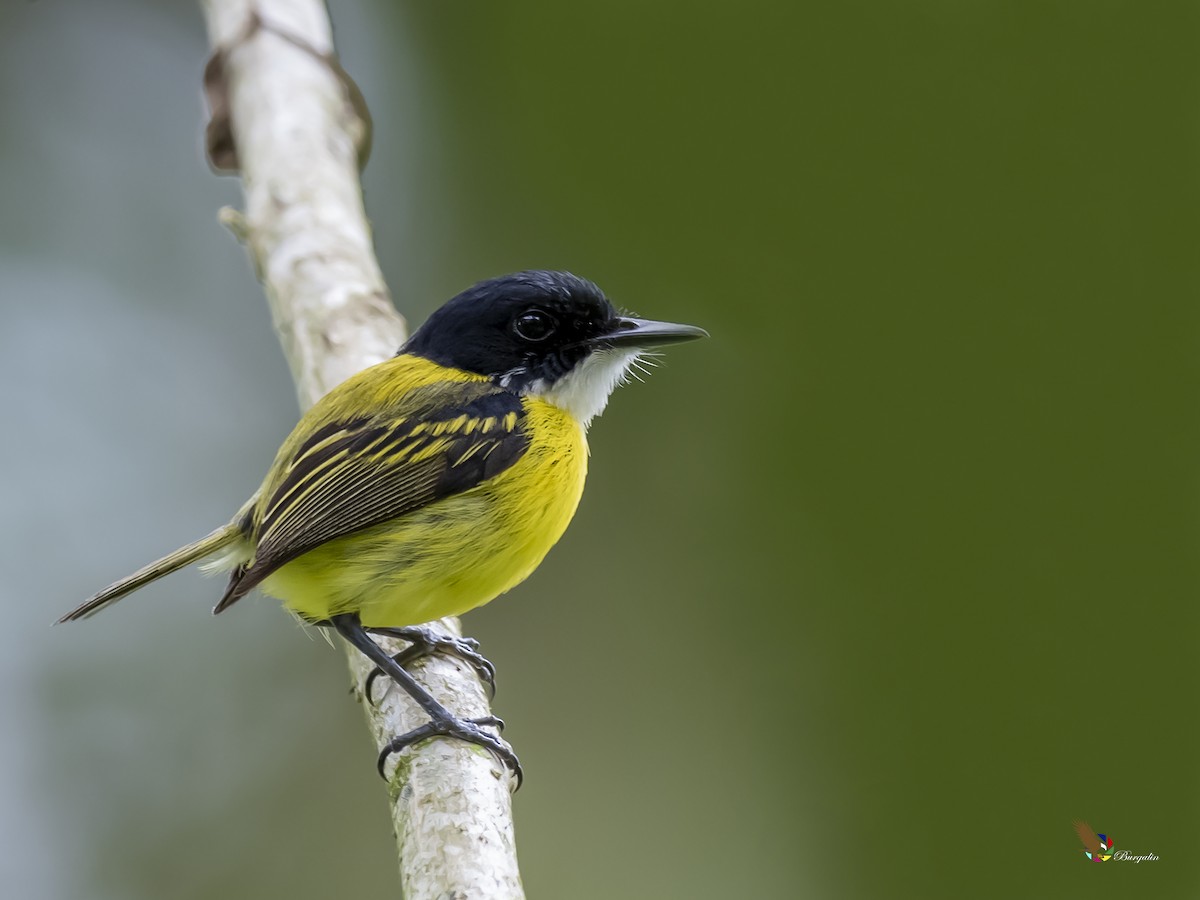 Black-headed Tody-Flycatcher - Fernando Burgalin Sequeria