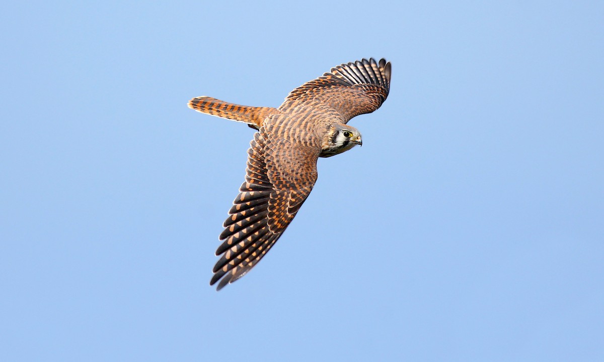 American Kestrel - Jerry Liguori
