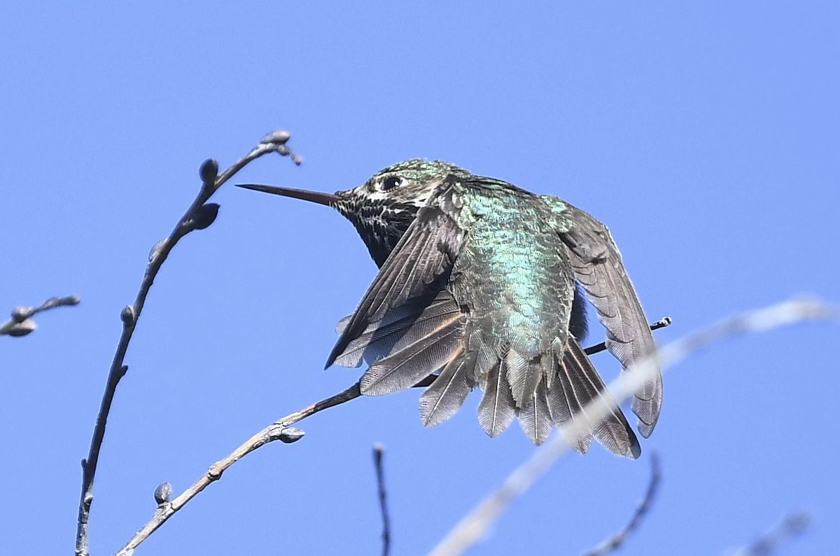 Calliope Hummingbird - Tom Crabtree