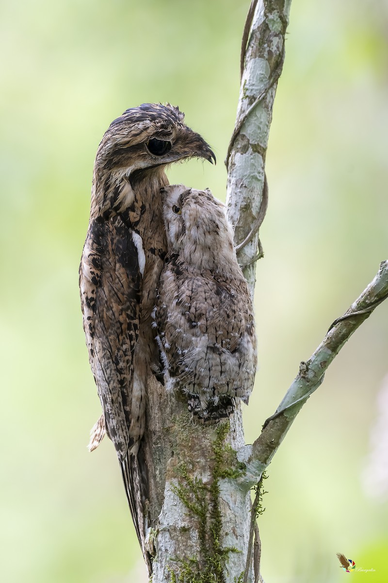 Common Potoo - ML240664401