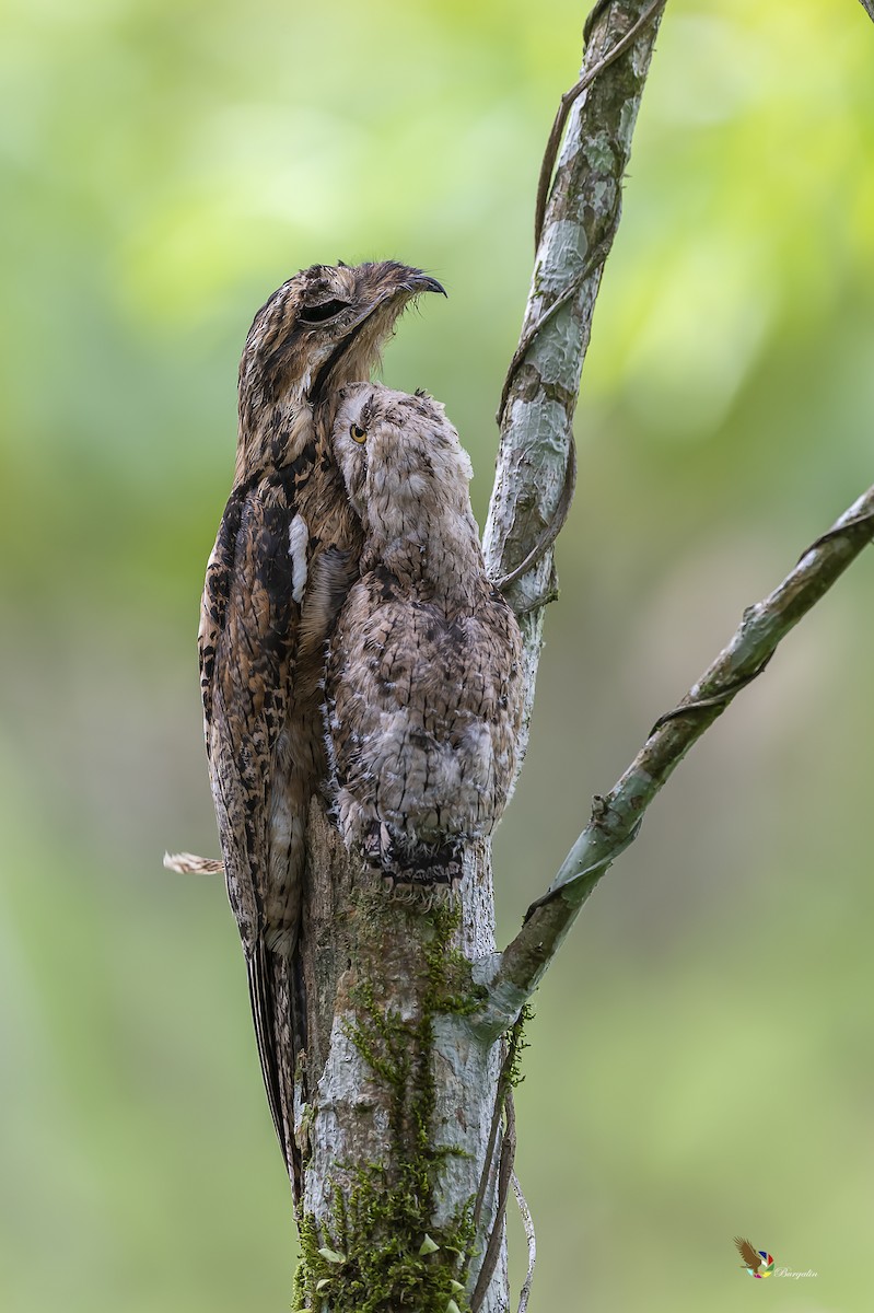 Common Potoo - ML240664451